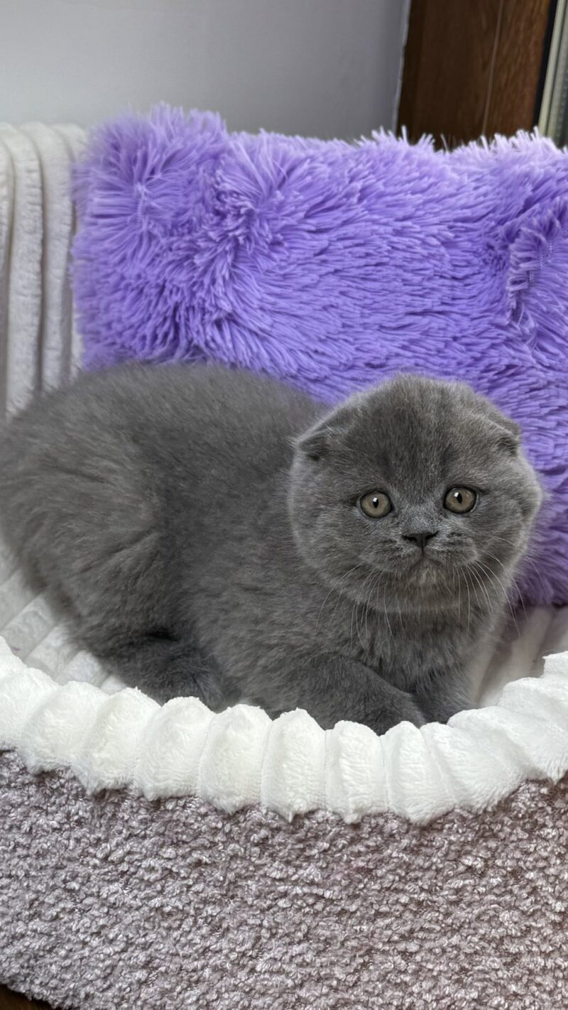 Bonnie Scottish Fold female, blue