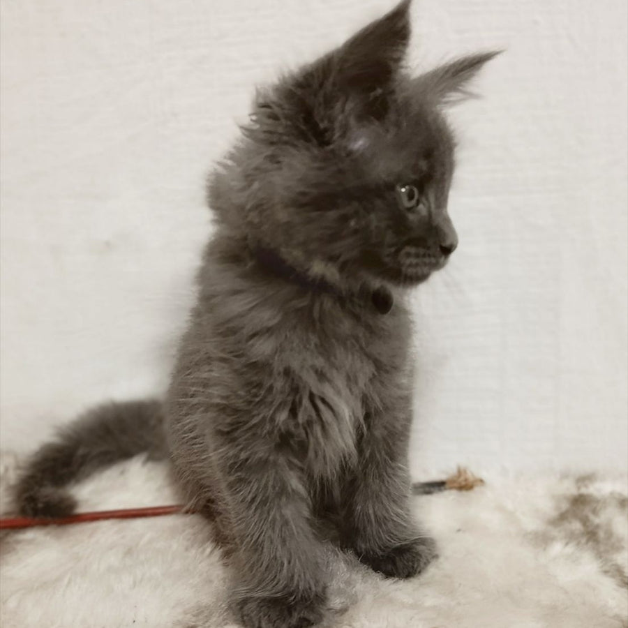 Felix Maine Coon male, blue silver