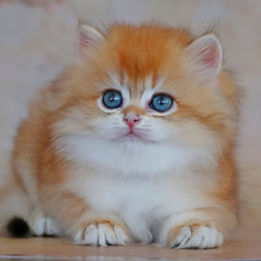 Yasmin British Longhair female, black golden shaded