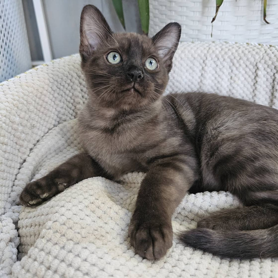 Versace Bengal male, black spotted tabby pointed