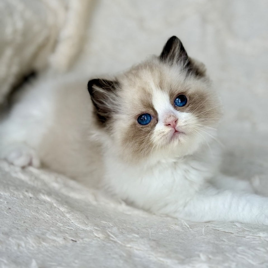 Yuka Ragdoll female, black bicolour