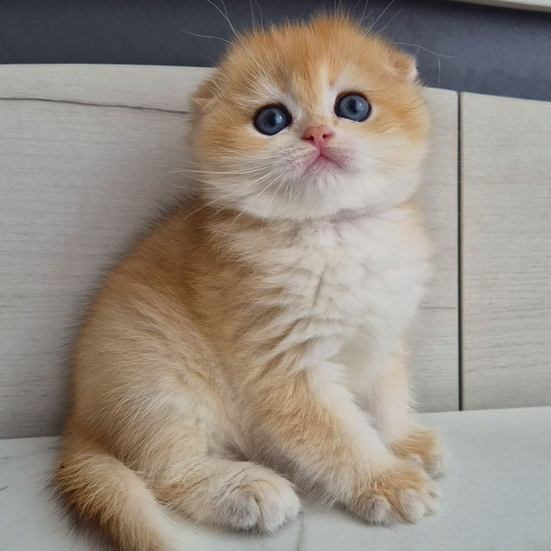 Ballu Scottish Fold male, black golden chinchilla