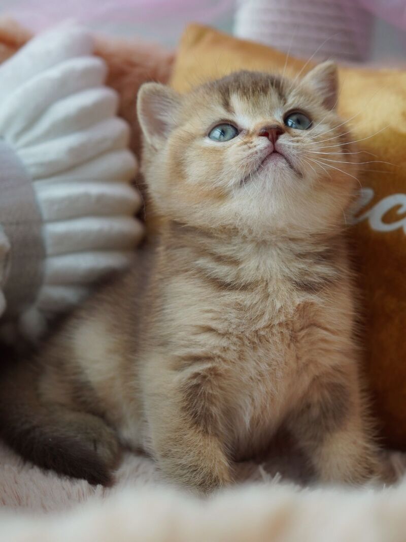 Ruby British Shorthair female, chocolate ticked tabby