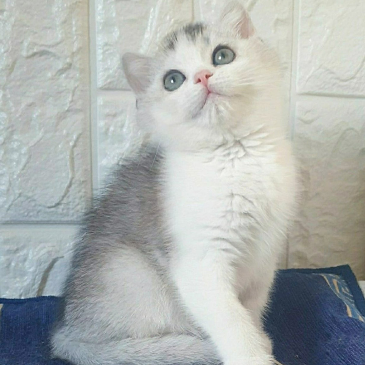 Poll British Shorthair male, black silver ticked tabby bicolour