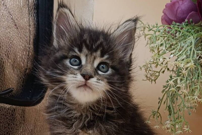 Dimitri Maine Coon male, black silver tabby