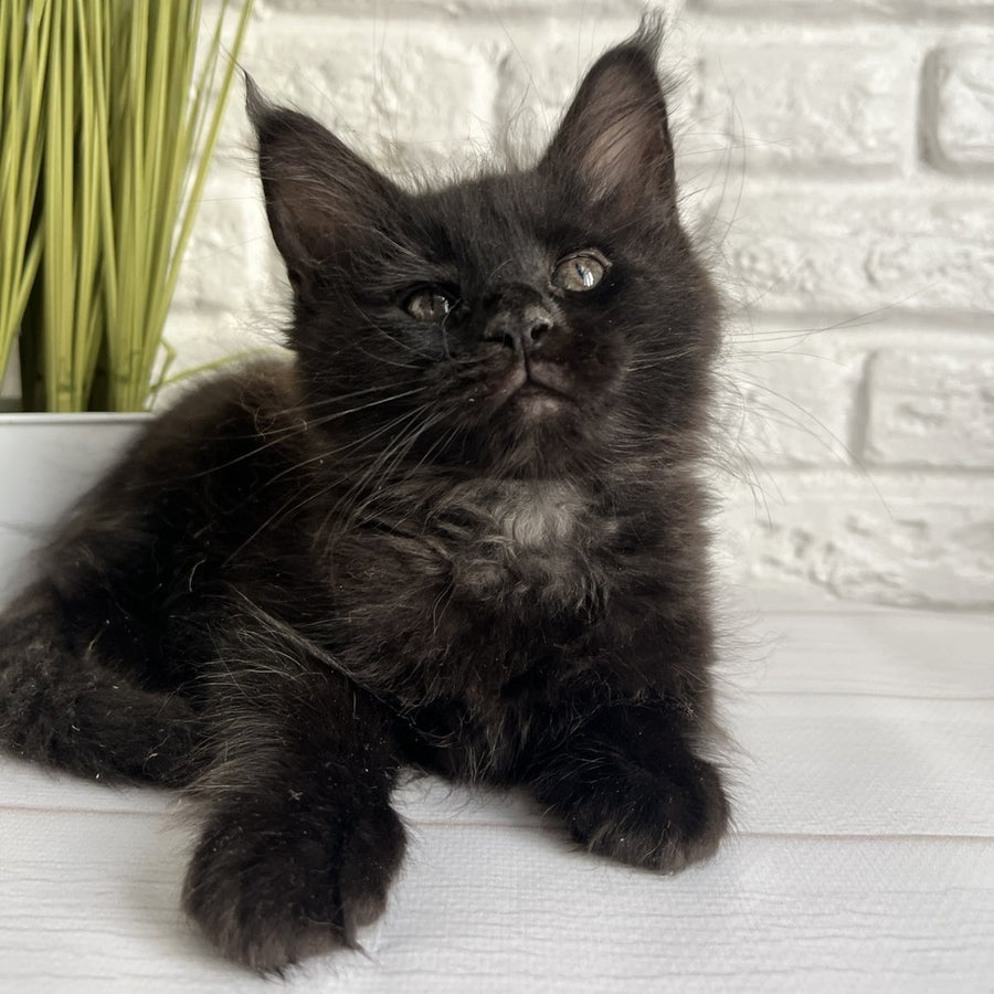 Kenzo Maine Coon male, black