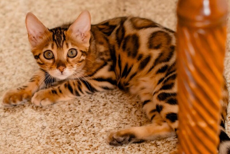 Amaliya Bengal female, black spotted tabby