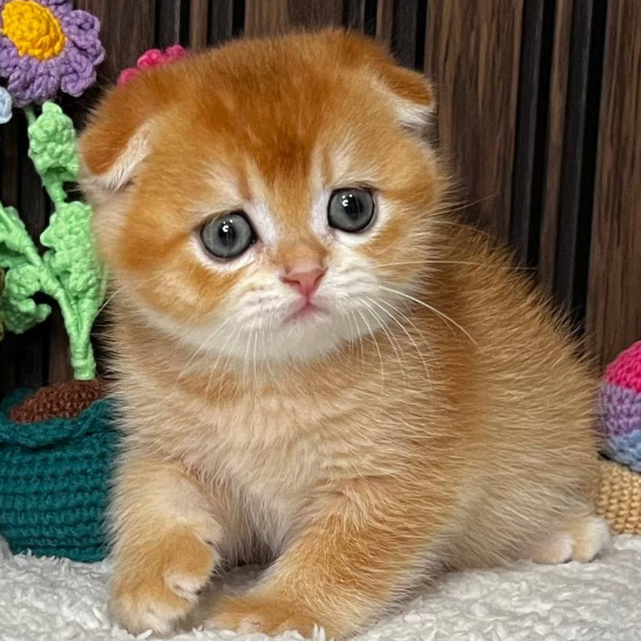 Nefertiti Scottish Fold female, black golden chinchilla