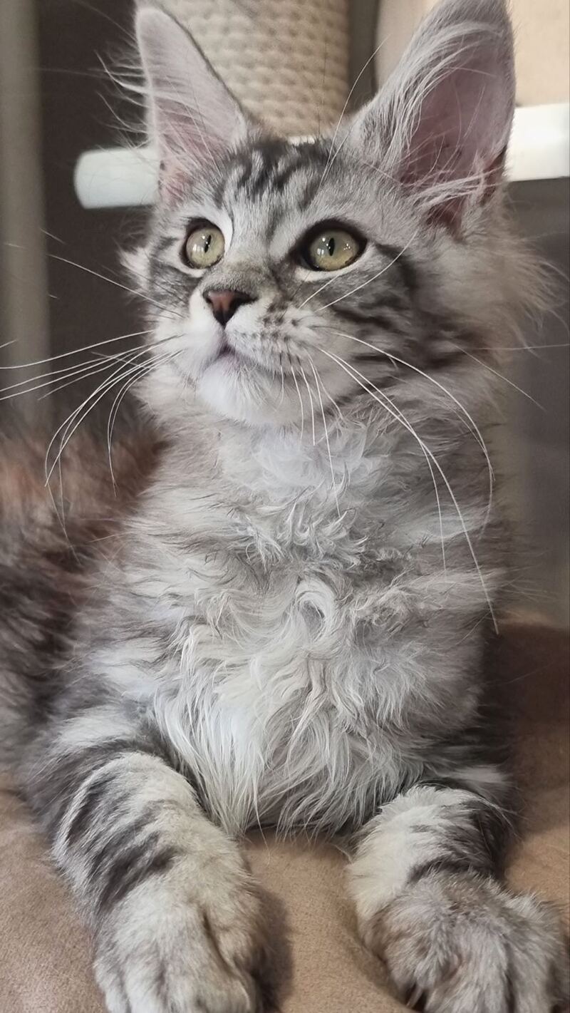 Clinta Maine Coon female black silver tabby - live animals