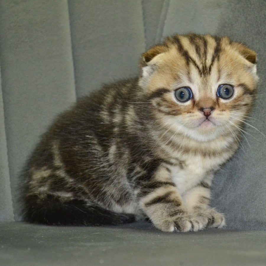 Anabel Scottish Fold male, black tabby