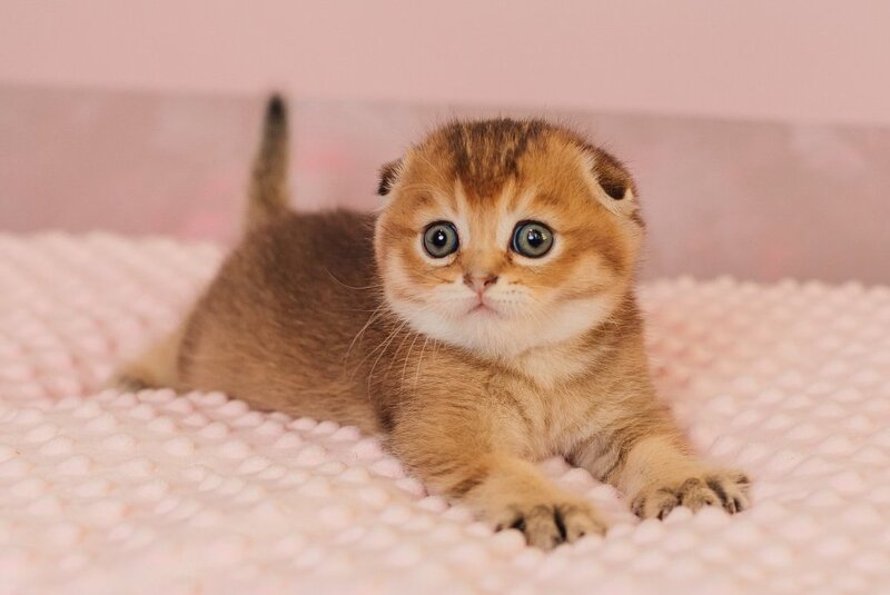 Velur Scottish Fold male, black golden ticked tabby