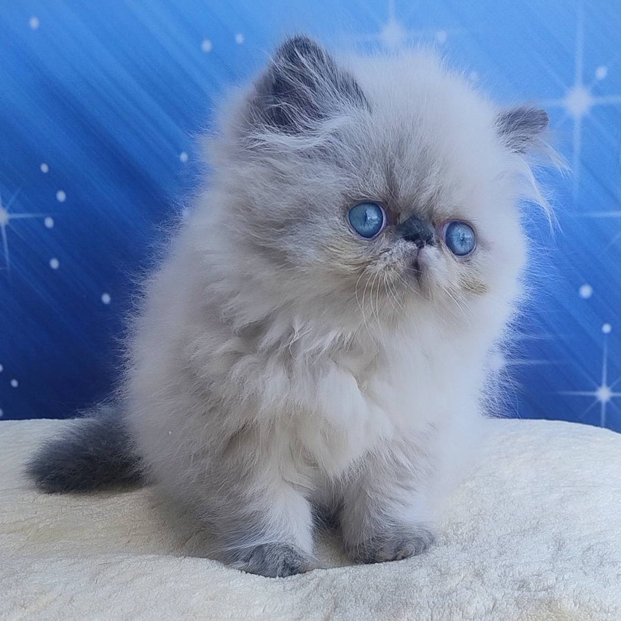 Emmi Persian female, seal pointed