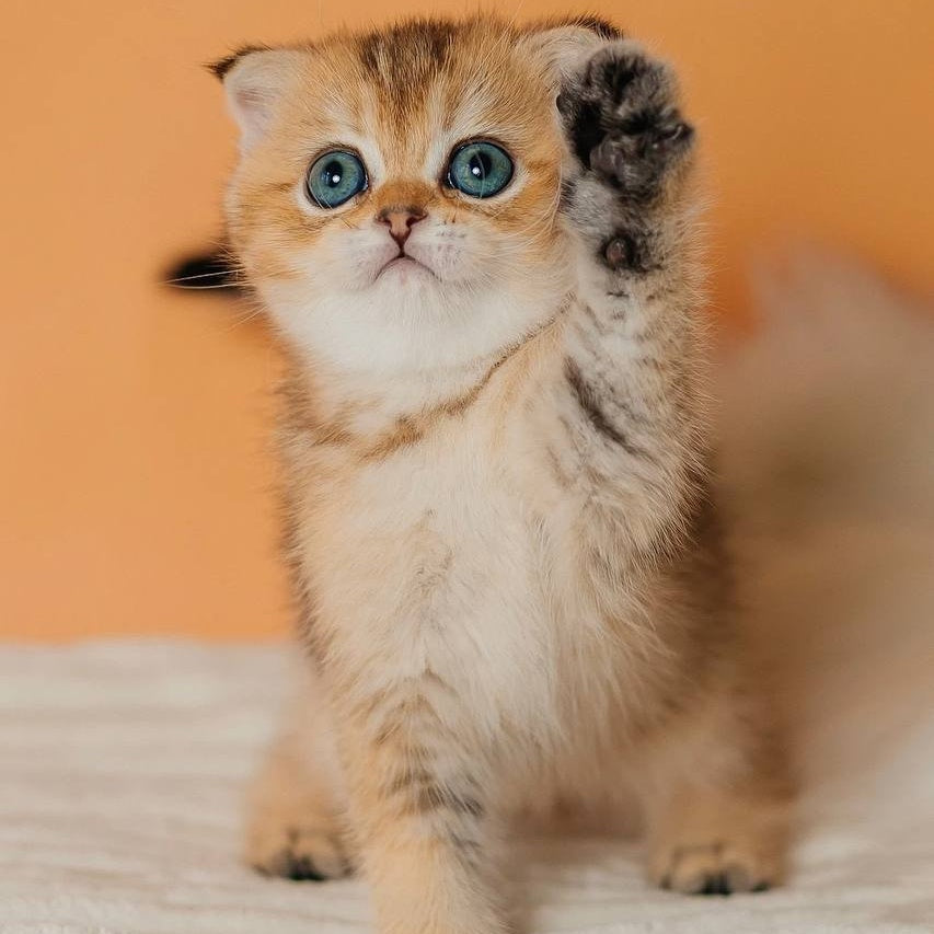 Gabby Scottish Fold female, black golden ticked tabby
