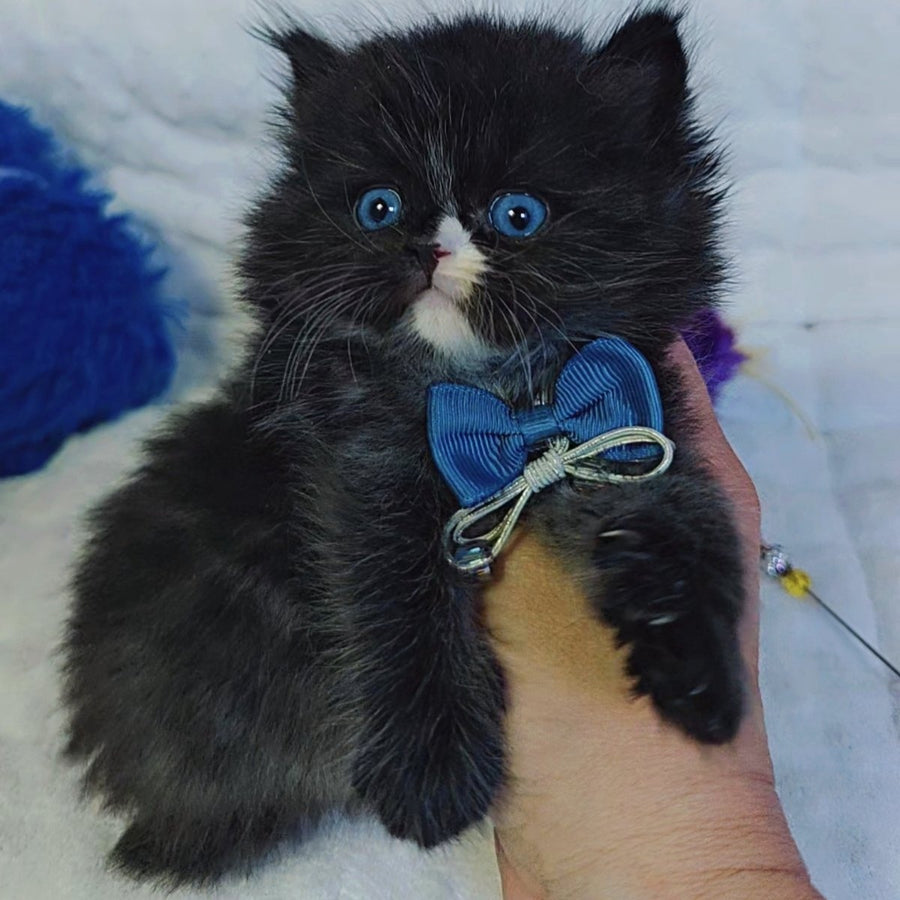 Vision Scottish Straight male, black with white