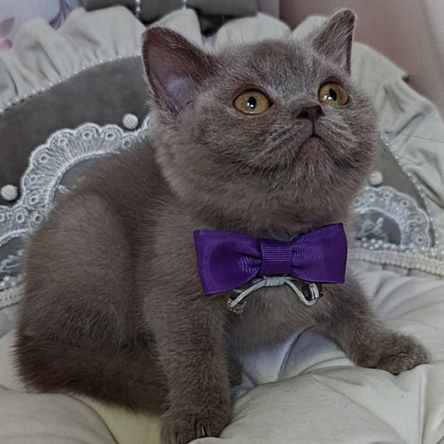Vito British Shorthair male, lilac