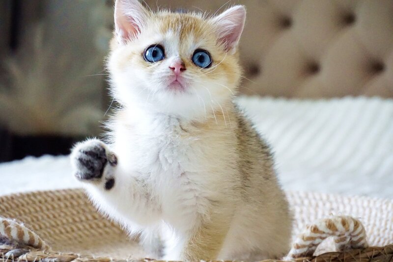 Gabi British Shorthair female, black golden shaded with white