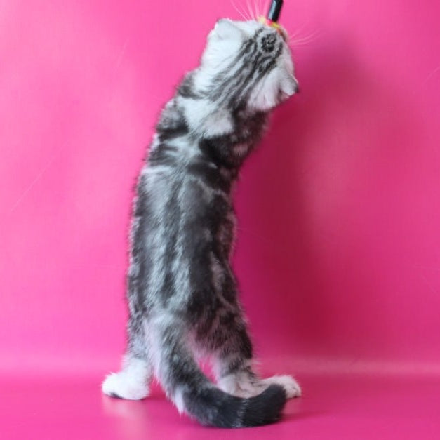 Santa Scottish Fold female, black silver tabby