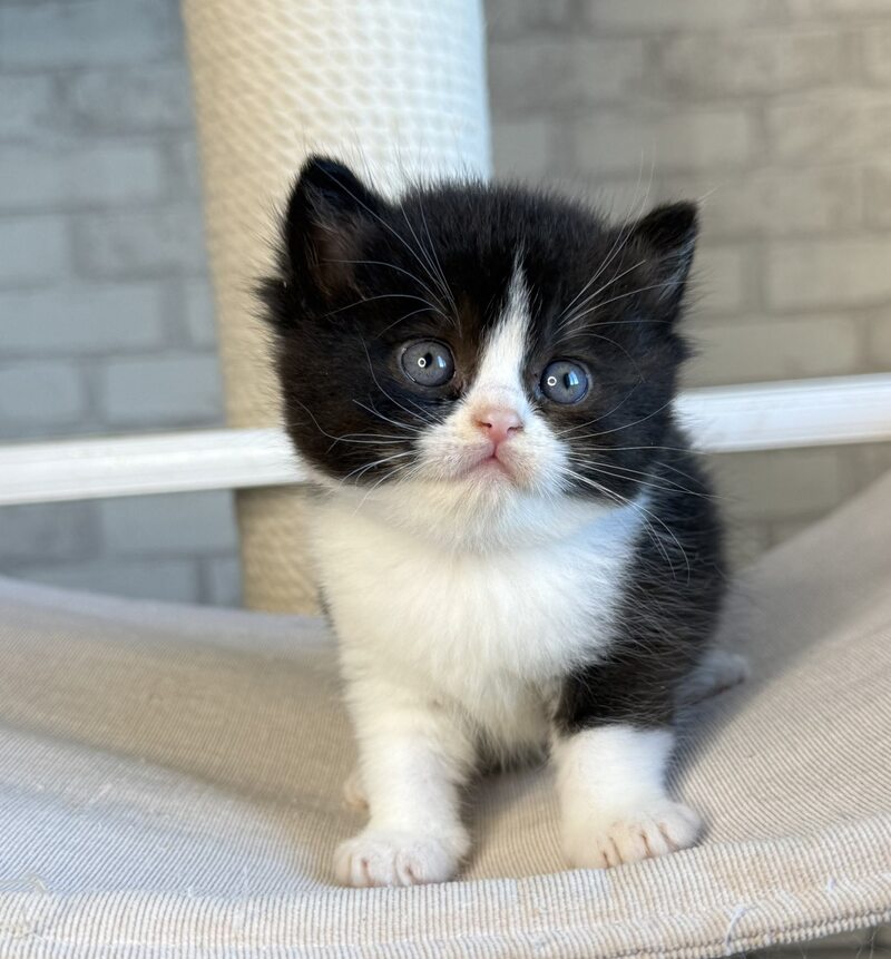 Luntik British Shorthair male, black bicolour