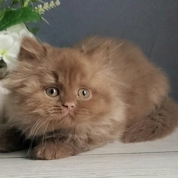 Fortuna British Longhair female, cinnamon