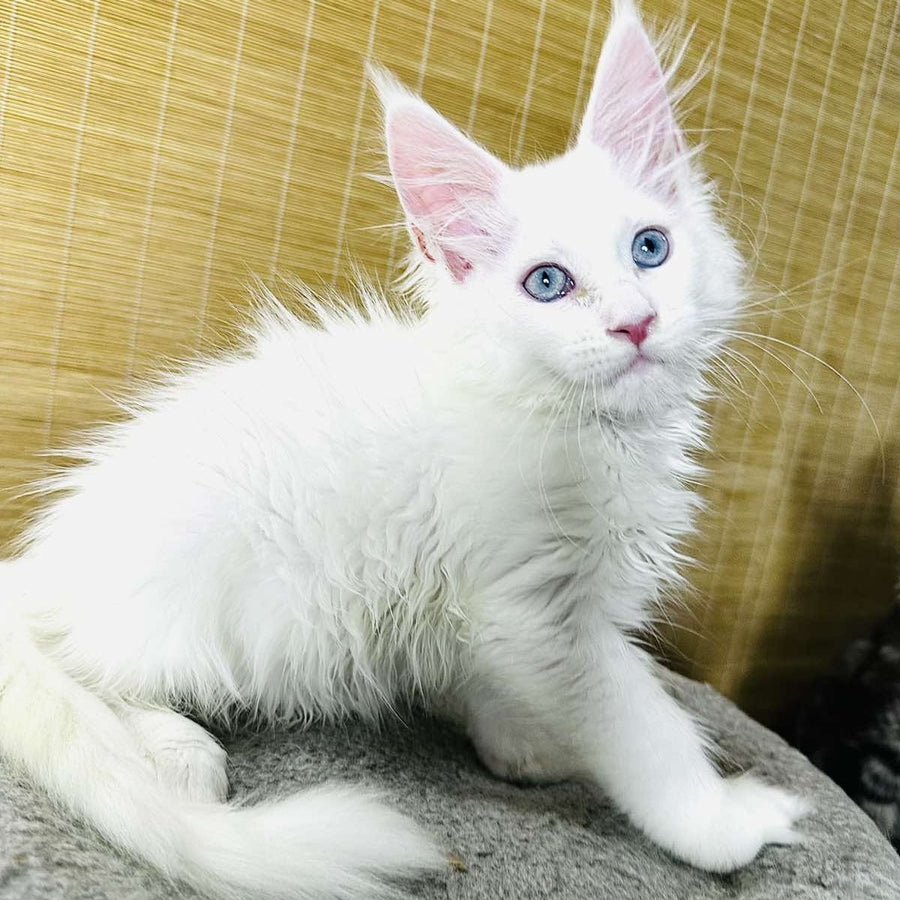 Melissa Maine Coon female, white