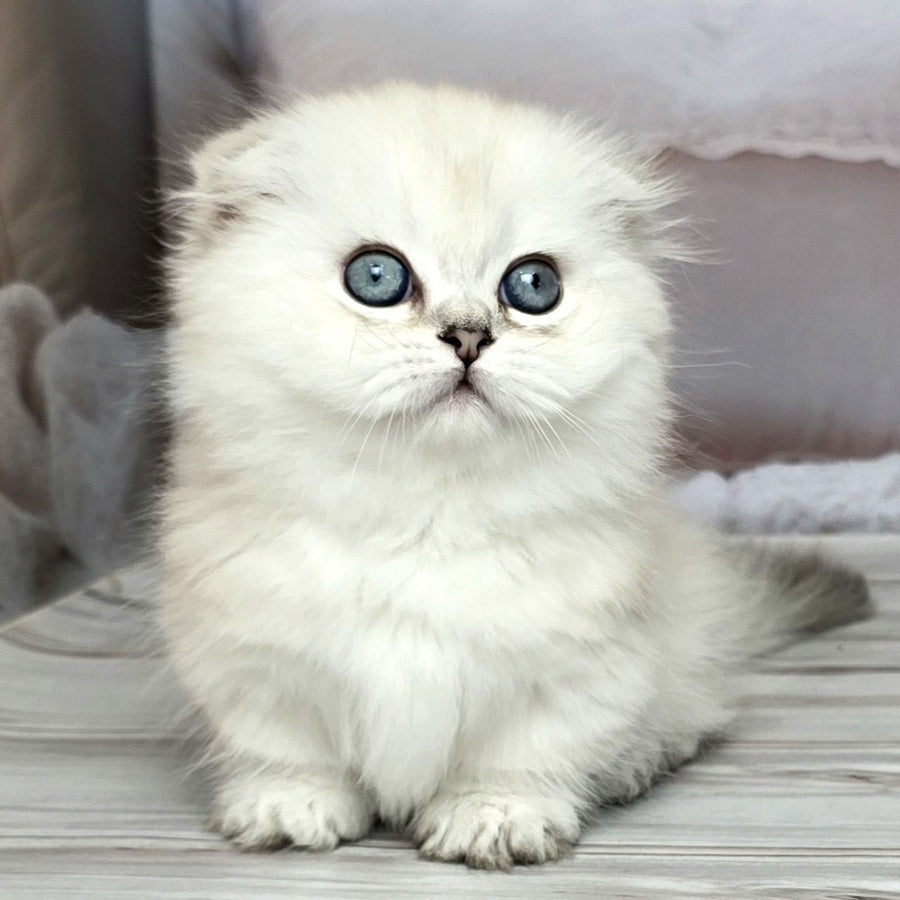 Sapphire Munchkin female, black silver shaded pointed