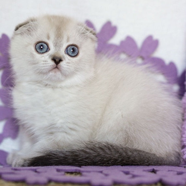 Upi Scottish Fold female, black ticked tabby pointed