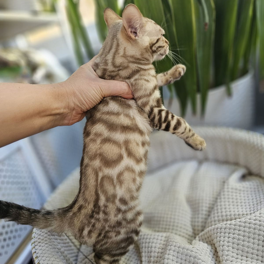 Uranus Bengal male, black spotted tabby pointed