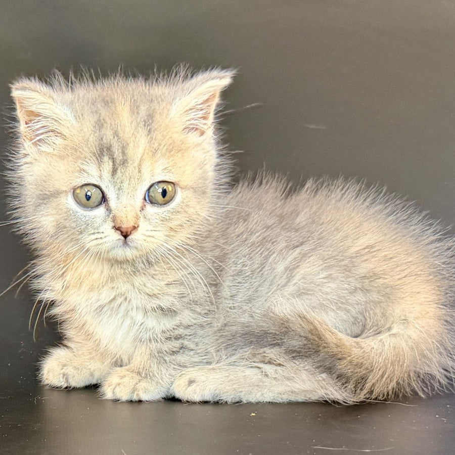 Arrow Munchkin female, blue tortie tabby
