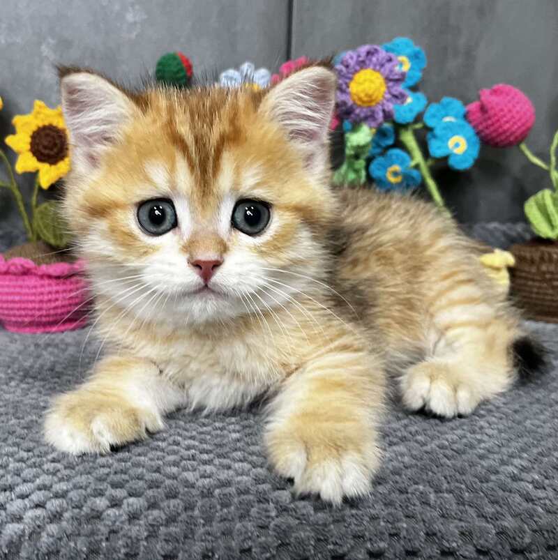 Joker Scottish Straight male black golden spotted tabby live animals
