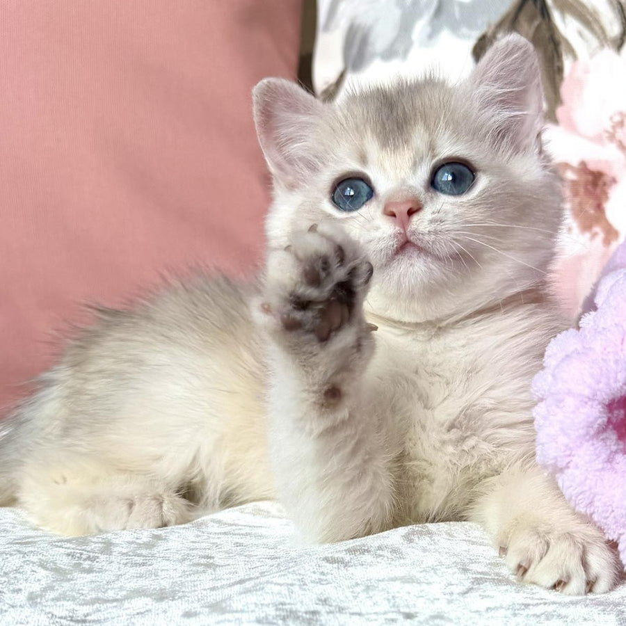 Milla British Shorthair female, blue golden chinchilla