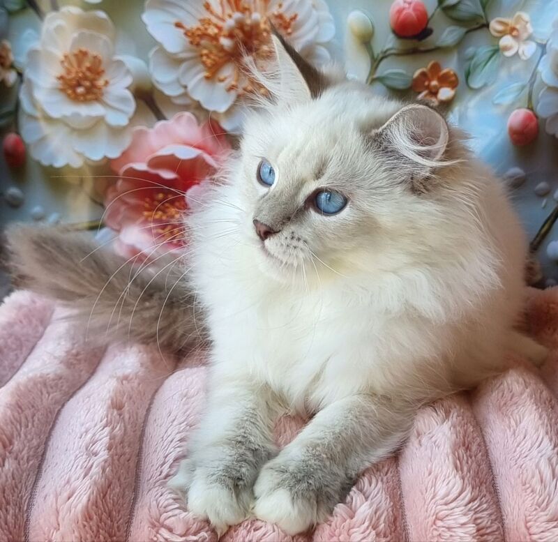 Snowy Siberian female, blue tabby pointed with white