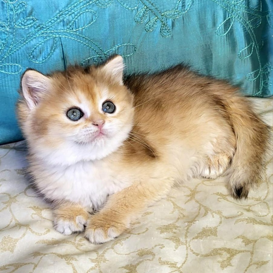 Zoya British Shorthair female, black golden shaded