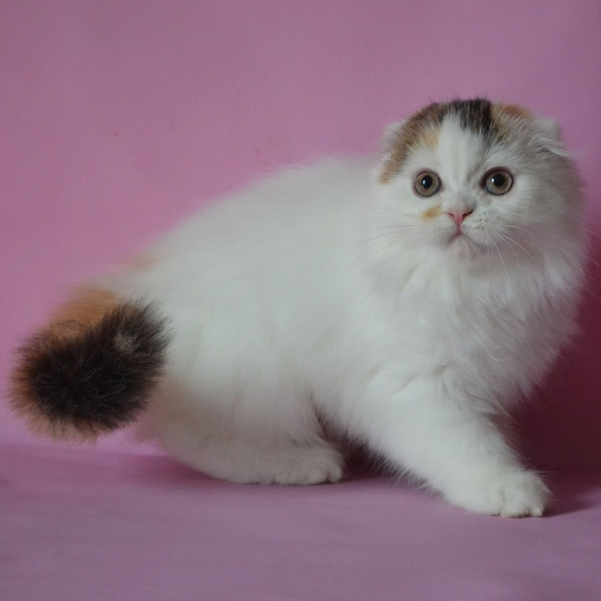 Sofa Scottish Fold female, black tortie van