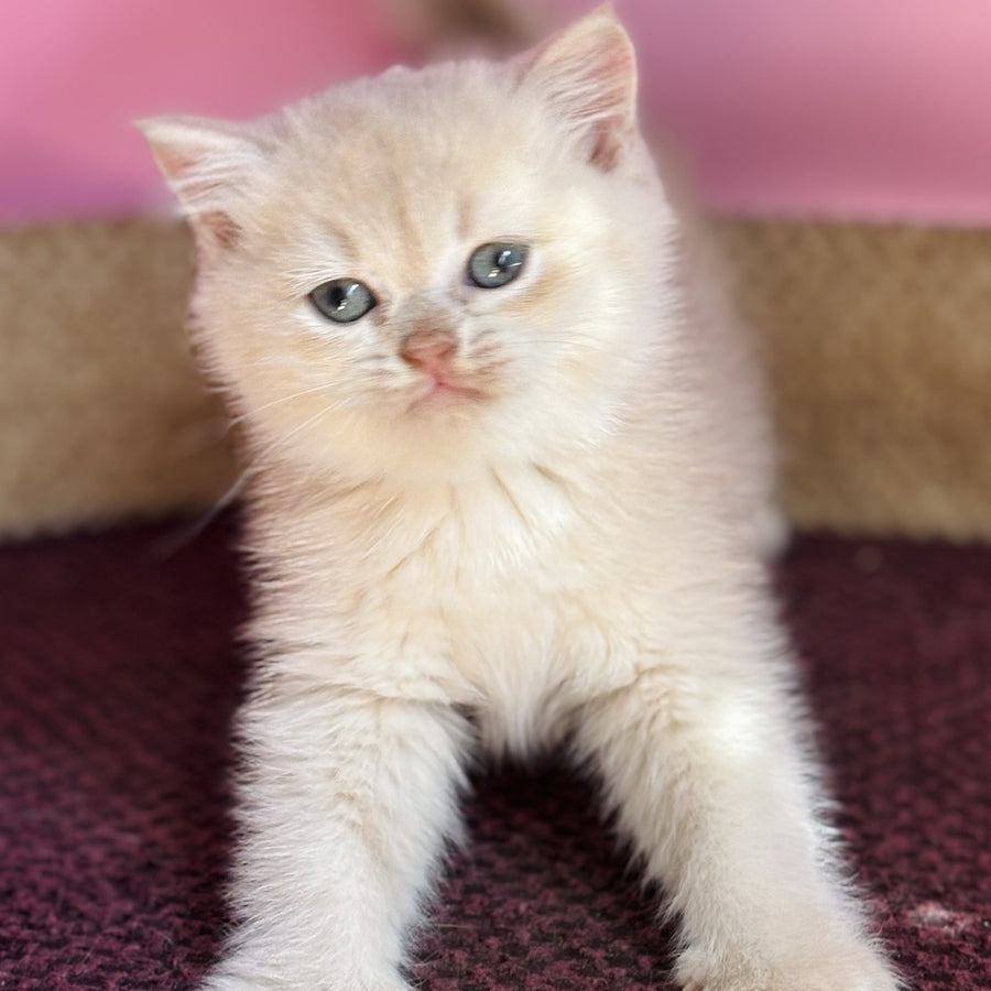 Simba British Shorthair male, lilac golden chinchilla