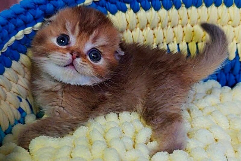 Paladin Scottish Fold male, chocolate golden ticked tabby