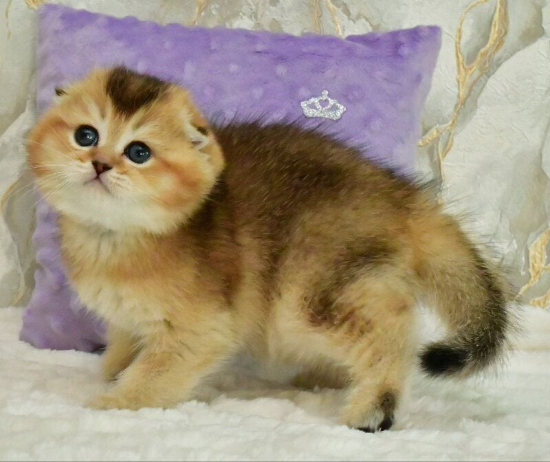 Joseph Scottish Fold male, black golden ticked tabby