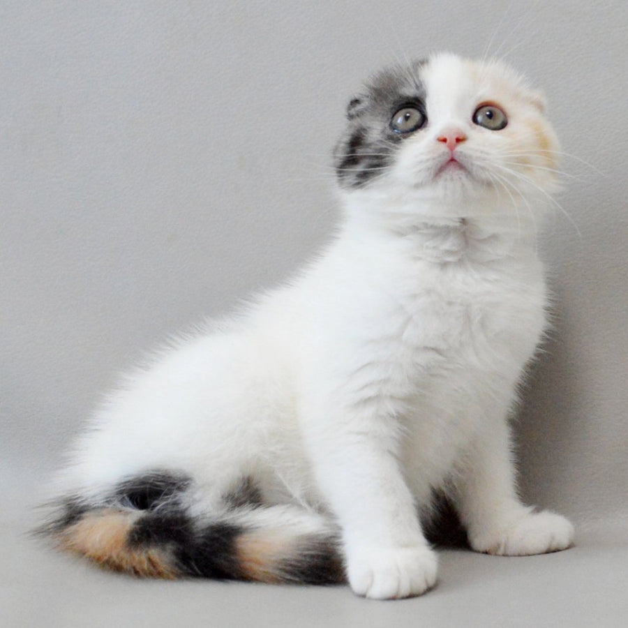 Wyomy Scottish Fold female, black tortie silver tabby van