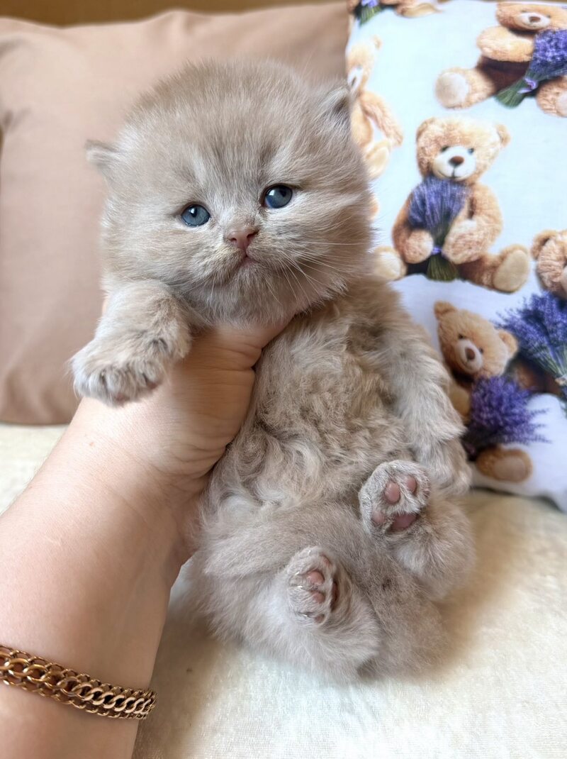 Fabian British Longhair male fawn - live animals