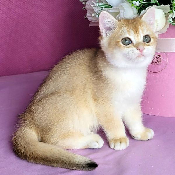 Annabel British Shorthair female, black golden chinchilla