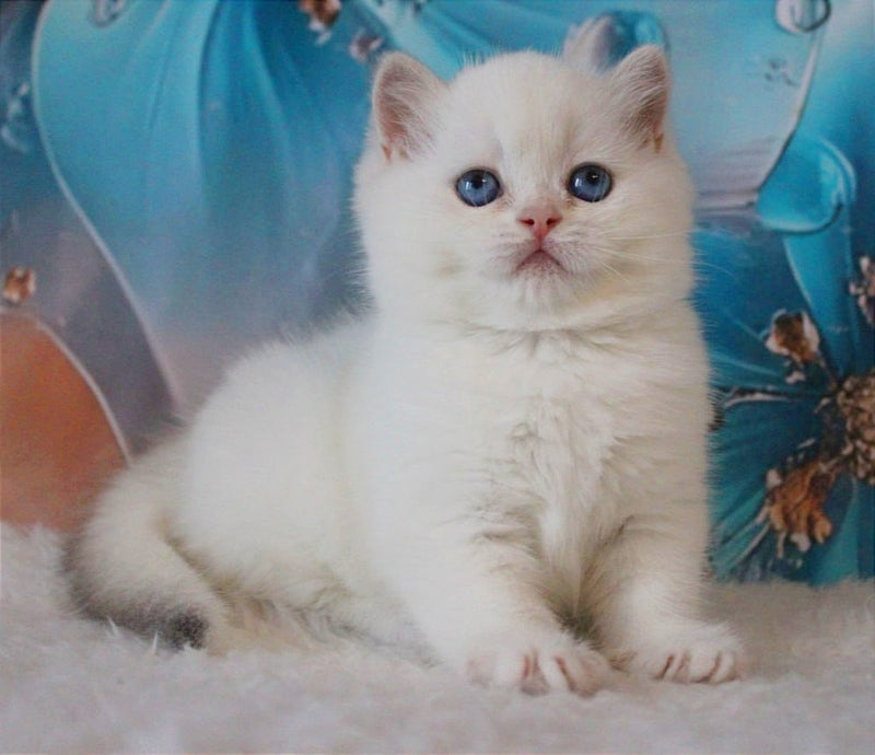 Grey British Shorthair male, blue golden chinchilla