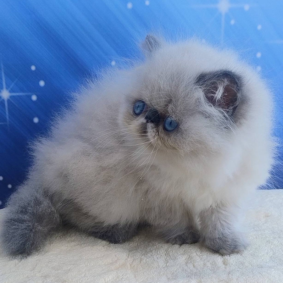 Emmi Persian female, seal pointed