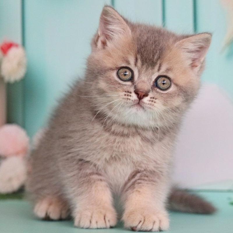 Xavian British Shorthair male, blue golden ticked tabby