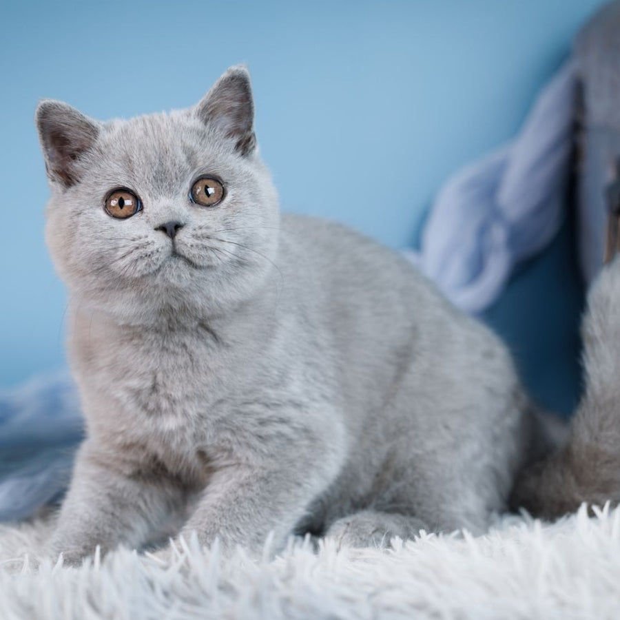 Crystal British Shorthair female, blue