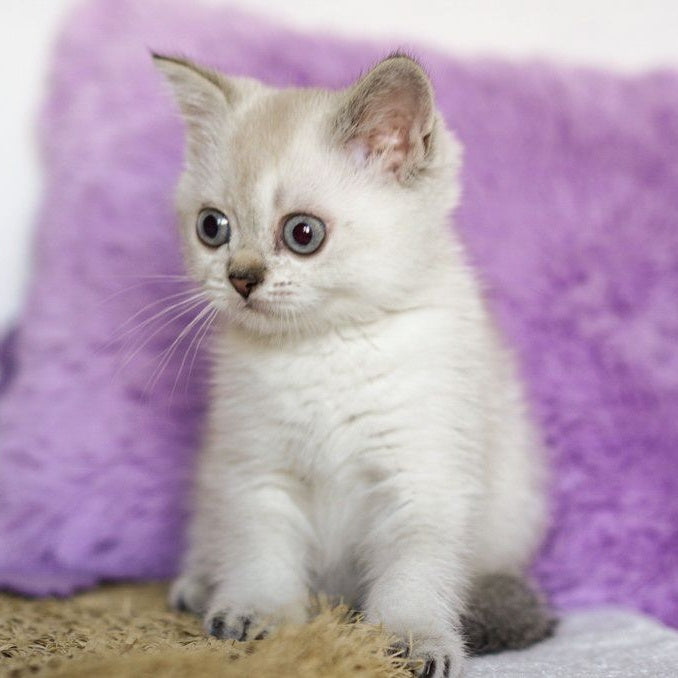 Uiliam Scottish Straight male, black ticked tabby pointed