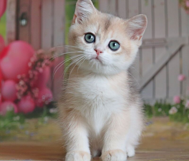 Preston British Shorthair male, black golden chinchilla