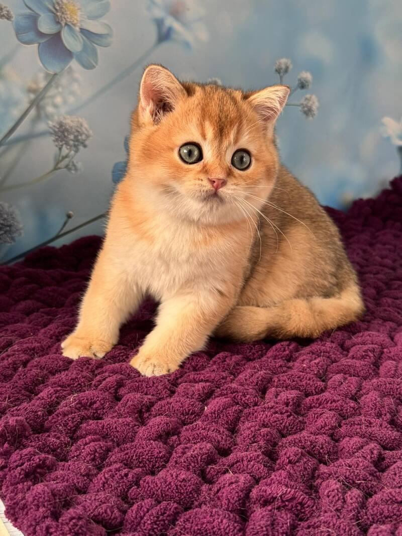 Fox Scottish Straight male, black golden shaded