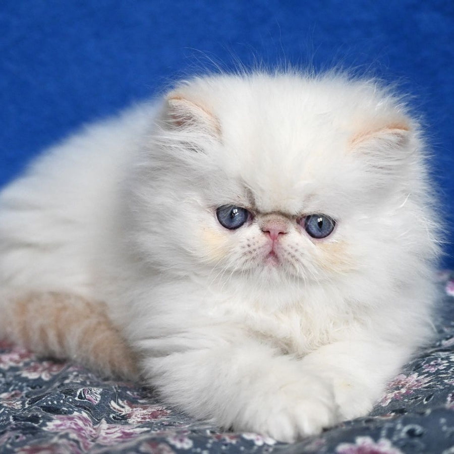 Azur Persian male, cream tabby pointed