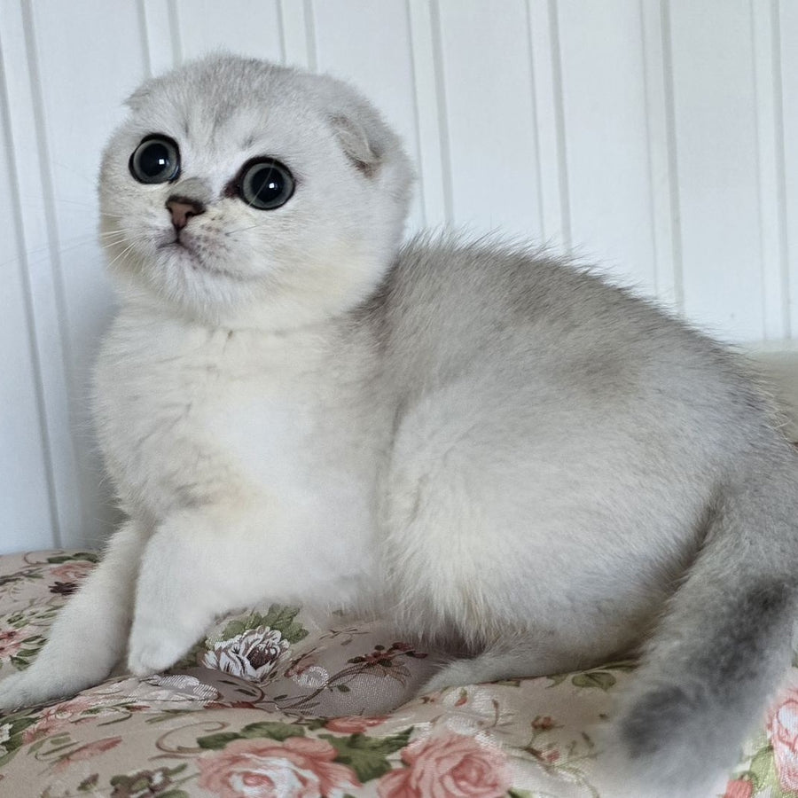 Yasha Scottish Fold male, black silver shaded