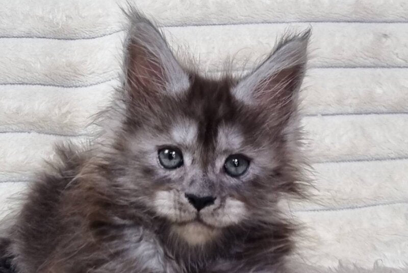 Raven Maine Coon male black silver live animals