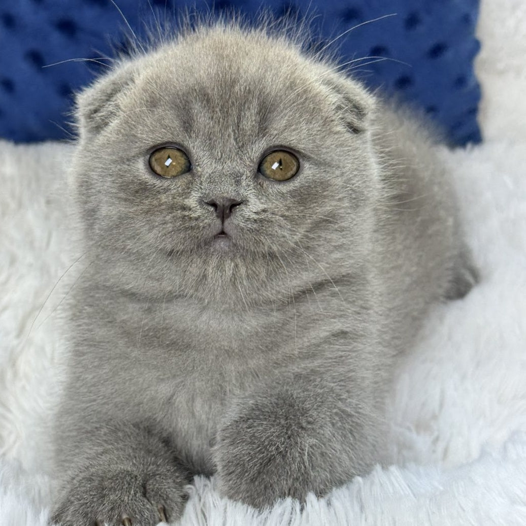Woody Scottish Fold male, blue